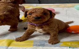 Cockapoo dogs for sale: Stunning Fox Red F1B Cockapoos only 1 girls left - Image 9