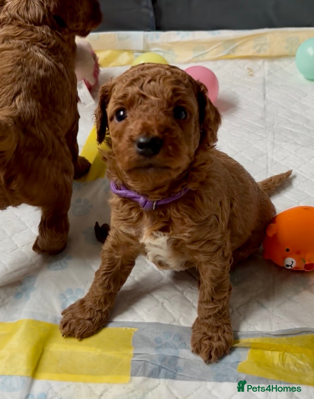 Cockapoo dogs for sale: Stunning Fox Red F1B Cockapoos only 1 girls left - Image 9
