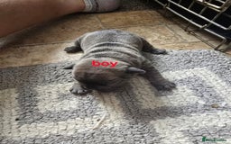 French Bulldog dogs for sale: French bulldog puppies  - Image 3