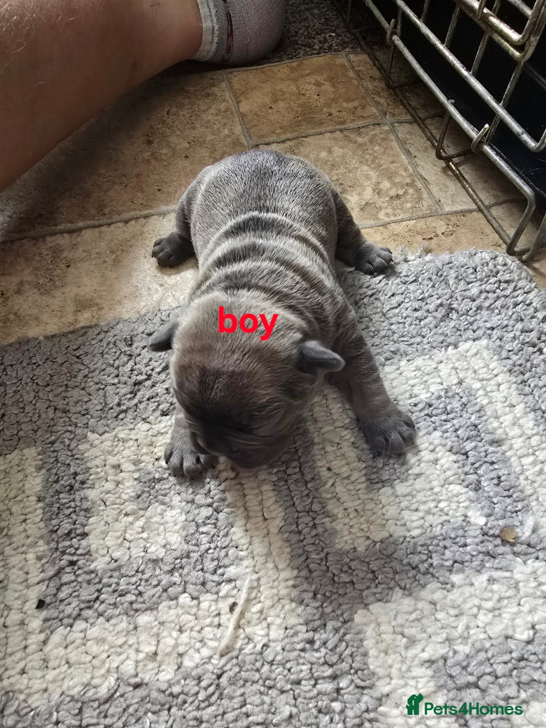 French Bulldog dogs for sale: French bulldog puppies  - Image 3