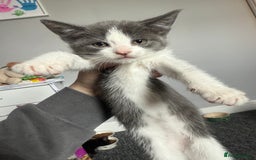 Mixed Breed cats for sale: mixed breed kittens for sale - Image 1