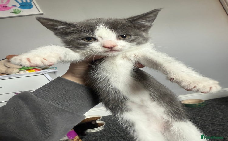Mixed Breed cats - Advert 13