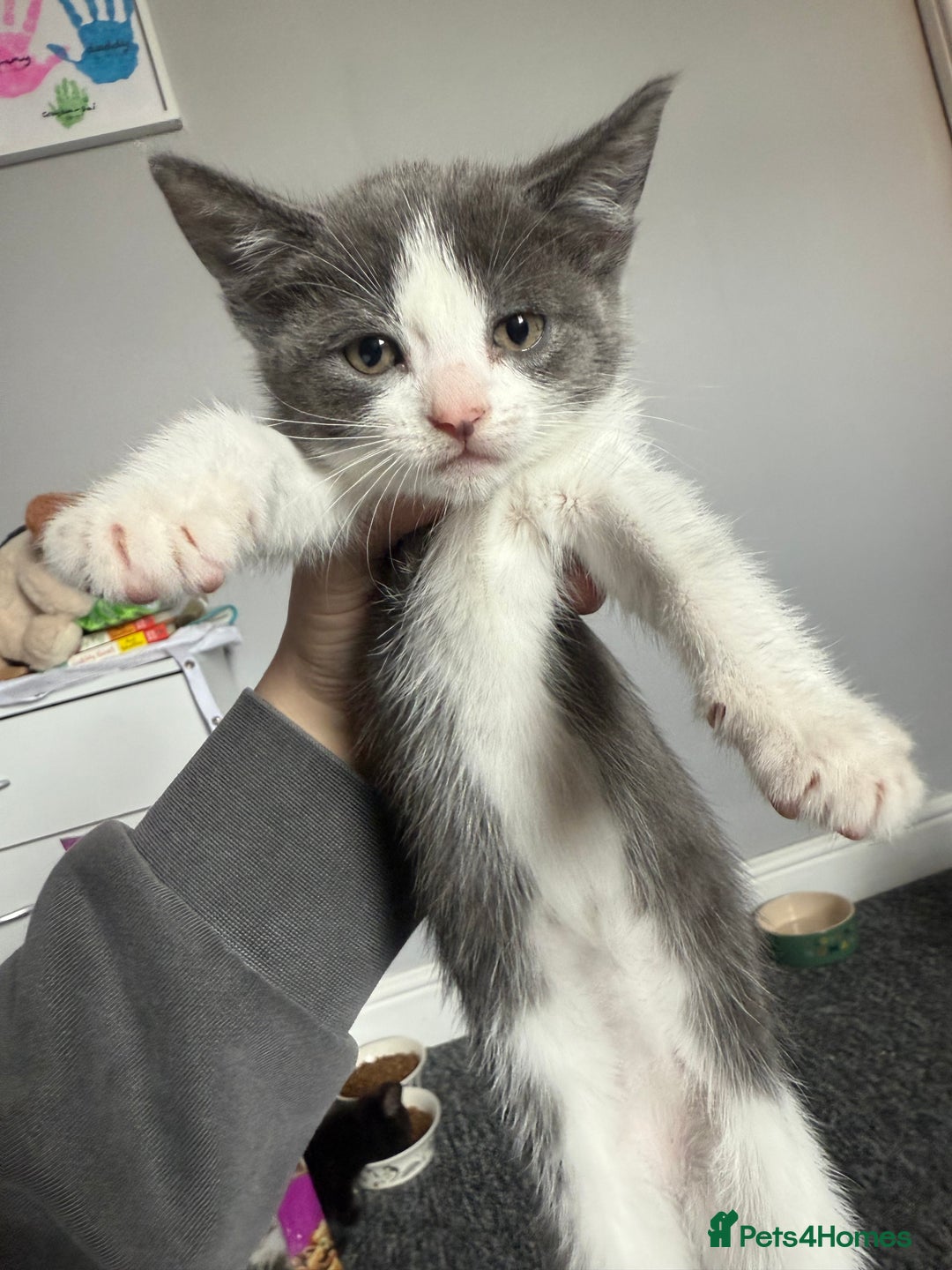 Mixed Breed cats for sale: mixed breed kittens for sale - Image 1