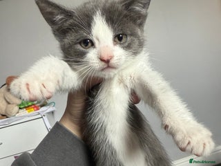 Mixed Breed cats - Advert 5