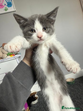 Mixed Breed cats - Advert 17