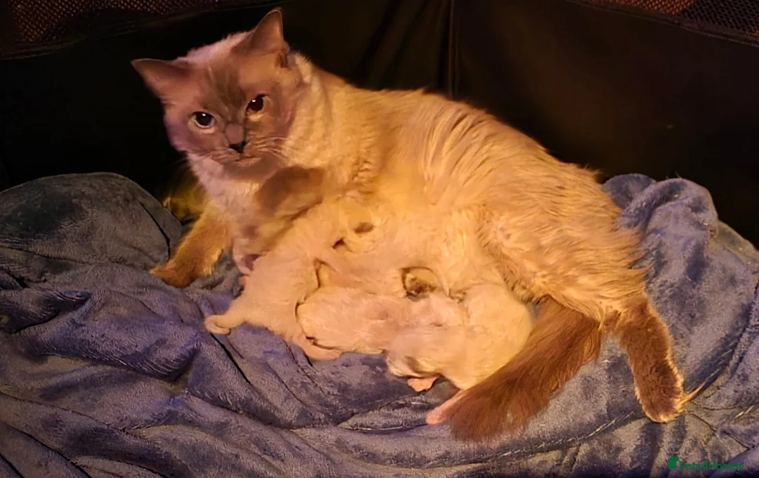 Ragdoll cats for sale: Ragdol kittens - Advert 1