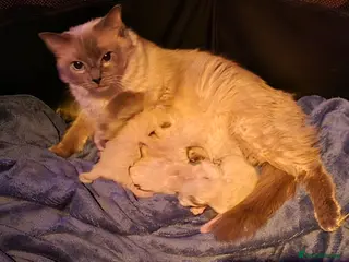 Ragdoll cats Ragdol kittens - Advert 3