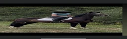 Hackney horses for sale: BAMBI in Halifax - Advert 1