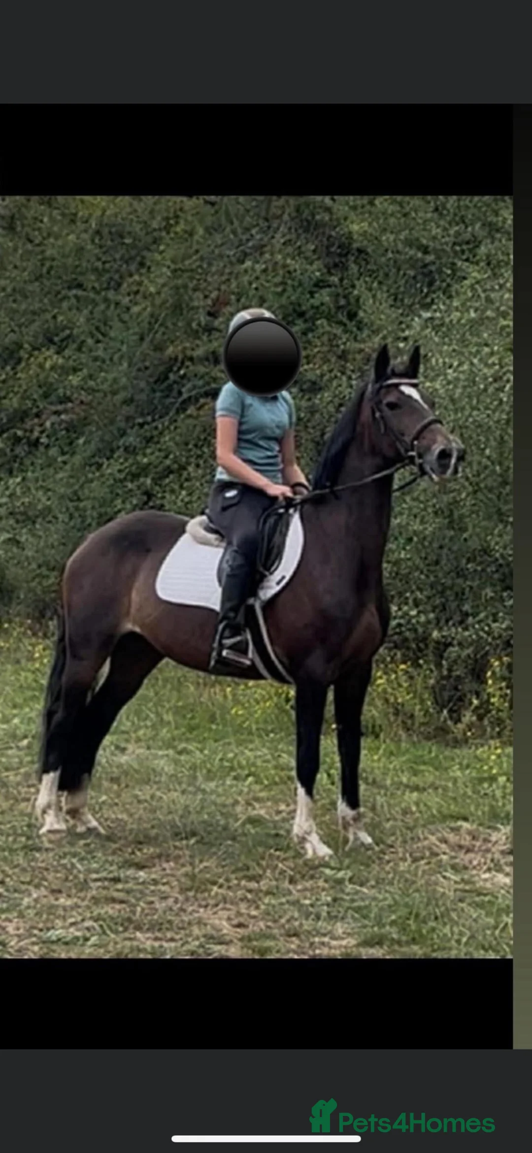 Hackney horses for sale: BAMBI in Halifax - Advert 1