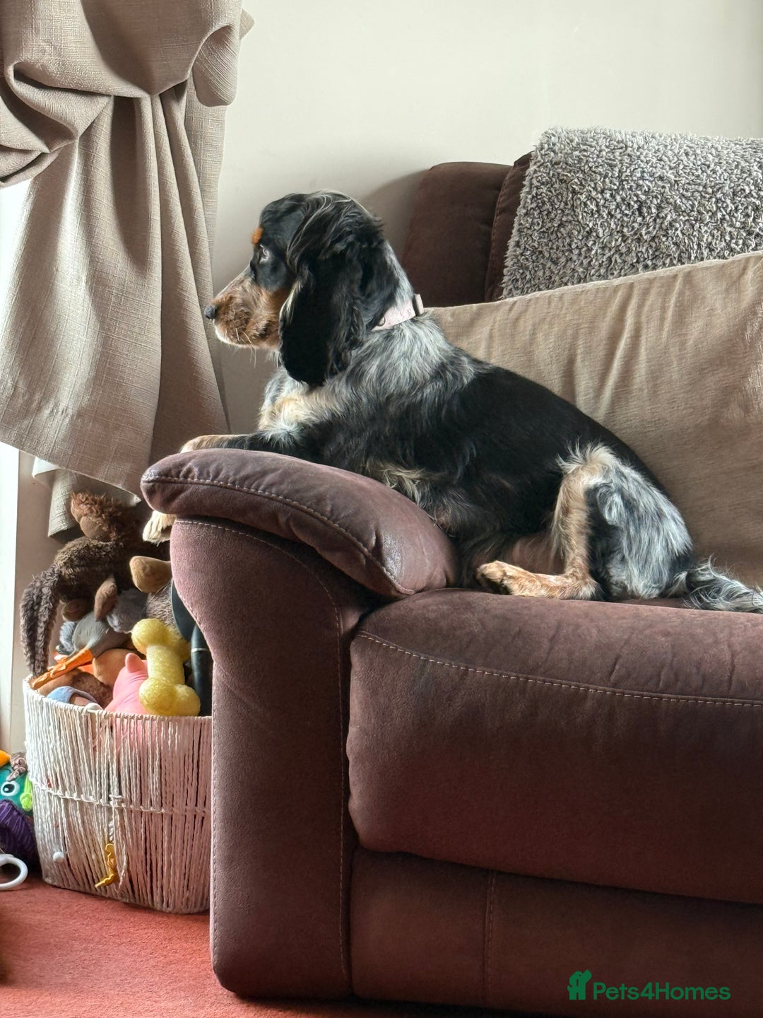 Cocker Spaniel dogs for sale: Fabulous Cocker Spaniel Pupies - Image 16