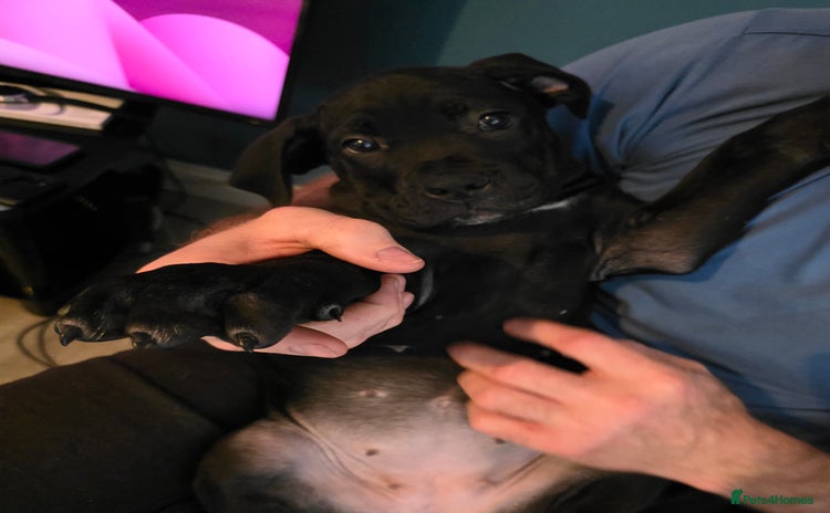 Cane Corso dogs - Advert 1