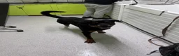 Rottweiler dogs for sale: Dog looking for forever home  in Brighton - Advert 4