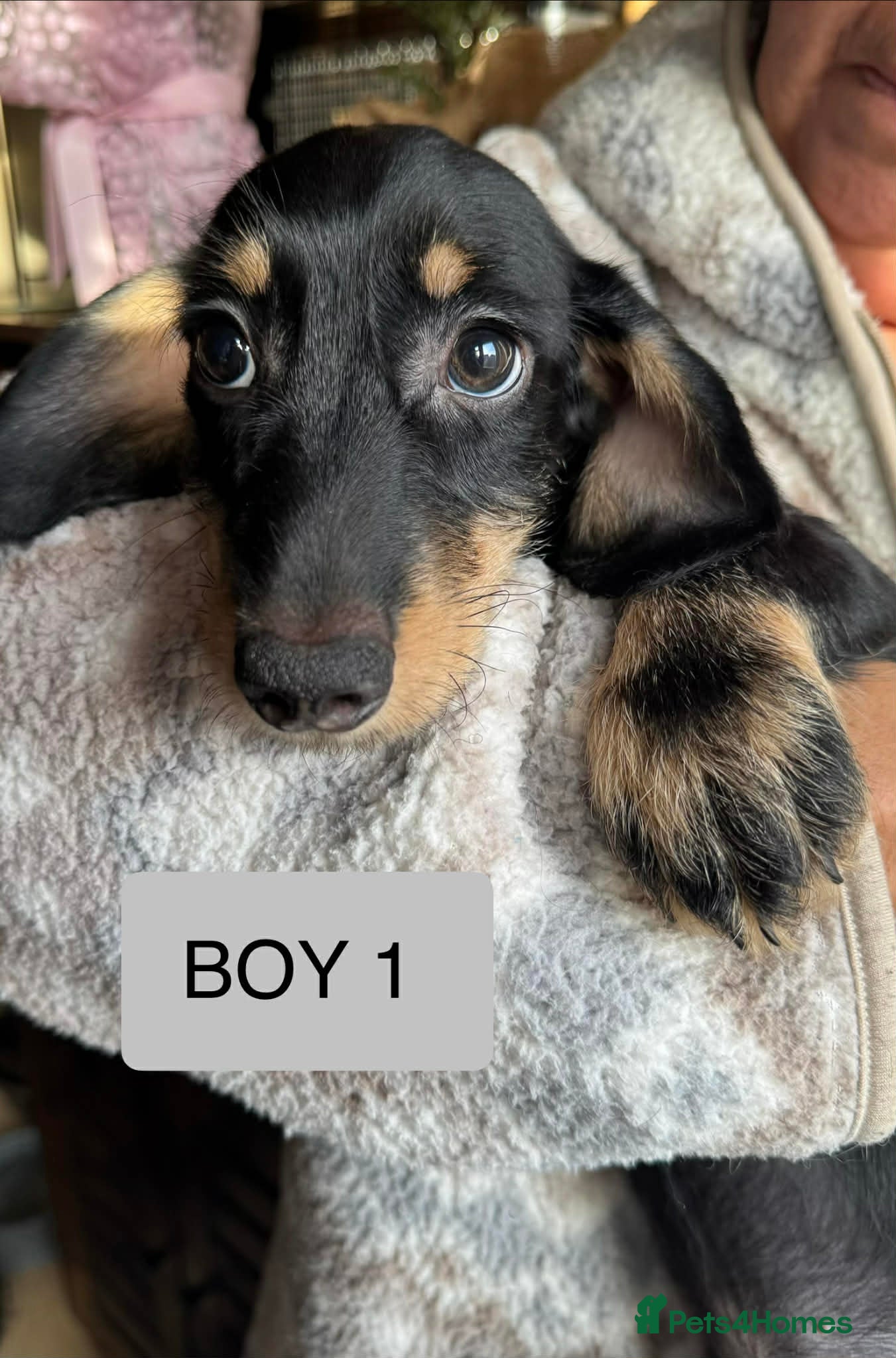 Mixed Breed dogs Dachund cross Bichon - Advert 2