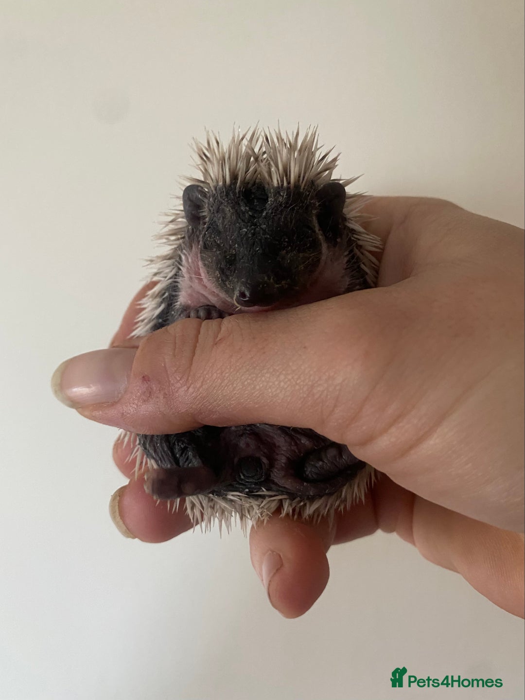 Pygmy Hedgehog rodents for sale: Stunning female hoglets for sale!  - Advert 7
