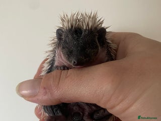 Pygmy Hedgehog rodents Stunning female hoglets for sale! - Advert 1