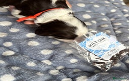 Cocker Spaniel dogs for sale: KC Reg; Home Raised; Low COI; DNA CLEAR; Show Type - Image 23