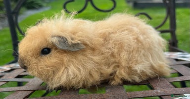 Guinea Pig rodents - Advert 4