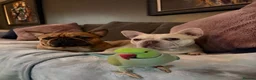French Bulldog dogs for sale: Beautiful KC Registered French Bulldog Puppies 🐾 in Crawley - Advert 4