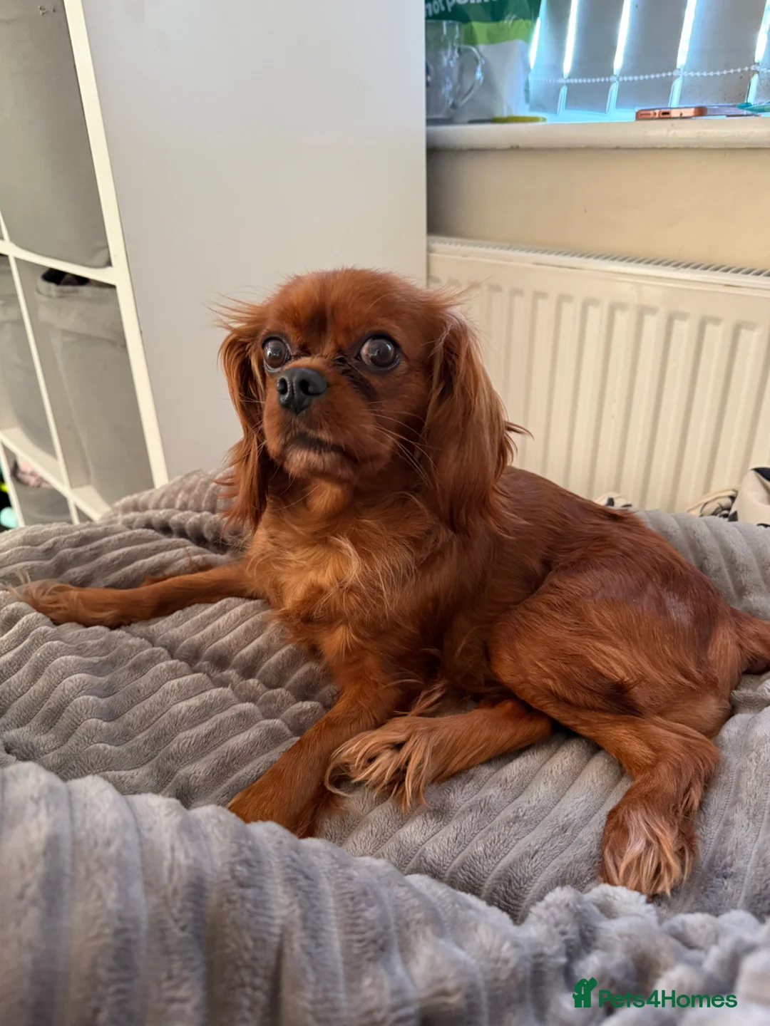 Cavalier King Charles Spaniel dogs for sale: Lovely Cavalier  - Advert 2
