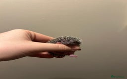 Pygmy Hedgehog rodents for sale: 3x male hoglets  - Image 3