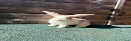 Giant Papillon rabbits for sale: continental giant , minilop , netherland draft - Advert 12