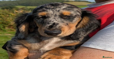 Dachshund dogs - Advert 16
