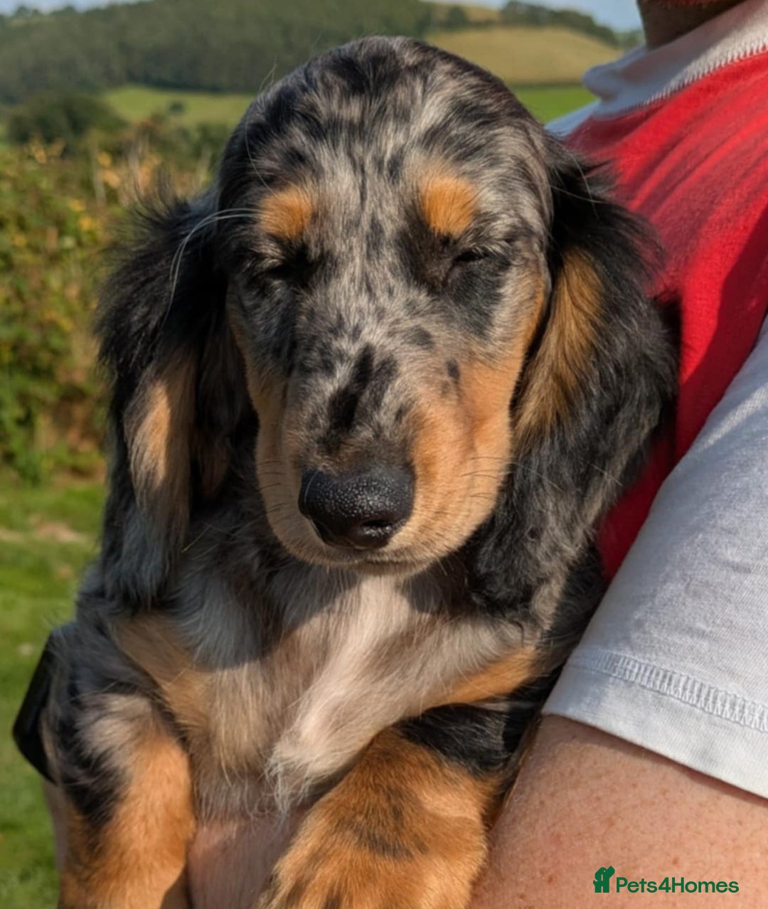 Dachshund dogs for sale: Standard Long Haired Dachshund - Image 2