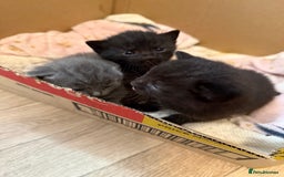 Mixed Breed cats for sale: Beautiful black & grey kittens. - Image 1