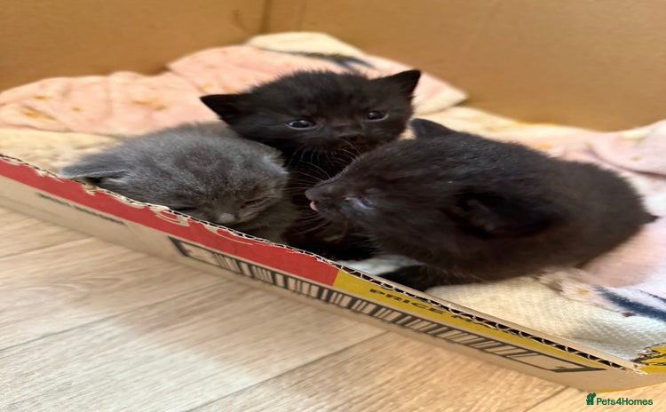 Mixed Breed cats - Advert 5