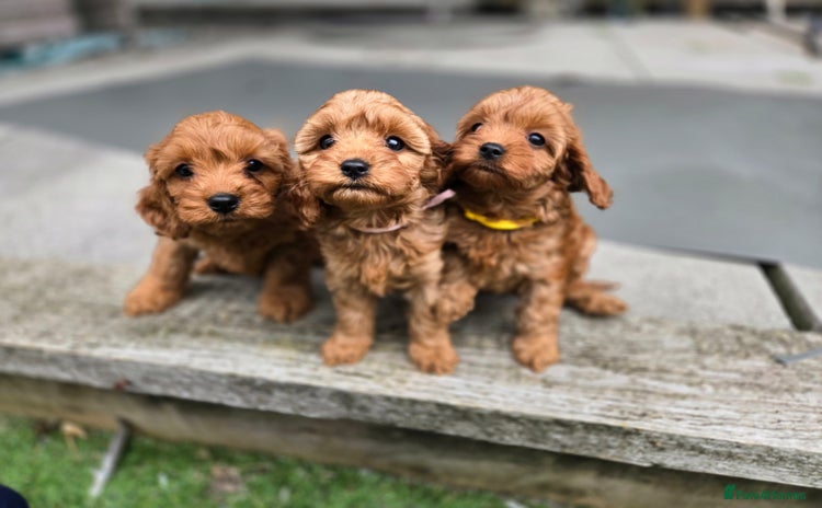 Cavapoo dogs - Advert 15