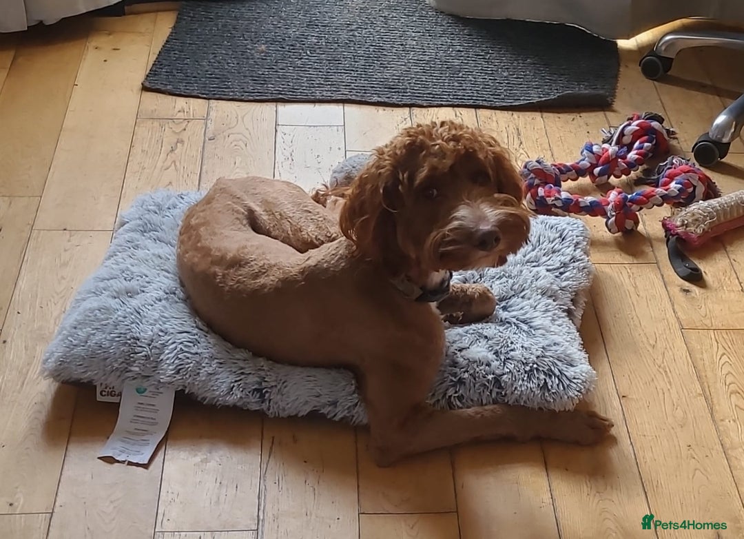 Irish Doodle dogs for sale: 1 year old setterpoo/Irish doodle - Image 8