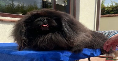 Pekingese dogs - Advert 4