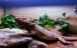 Bearded Dragon reptiles for sale: Bearded dragon plus set up  - Image 1