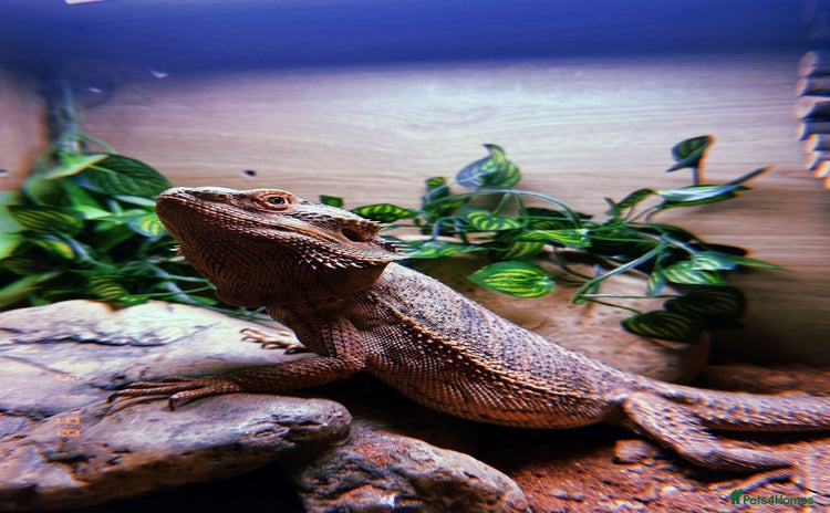 Bearded Dragon reptiles - Advert 2