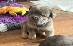 French Bulldog dogs for sale: Fluffy French bulldog pups for sale - Image 1