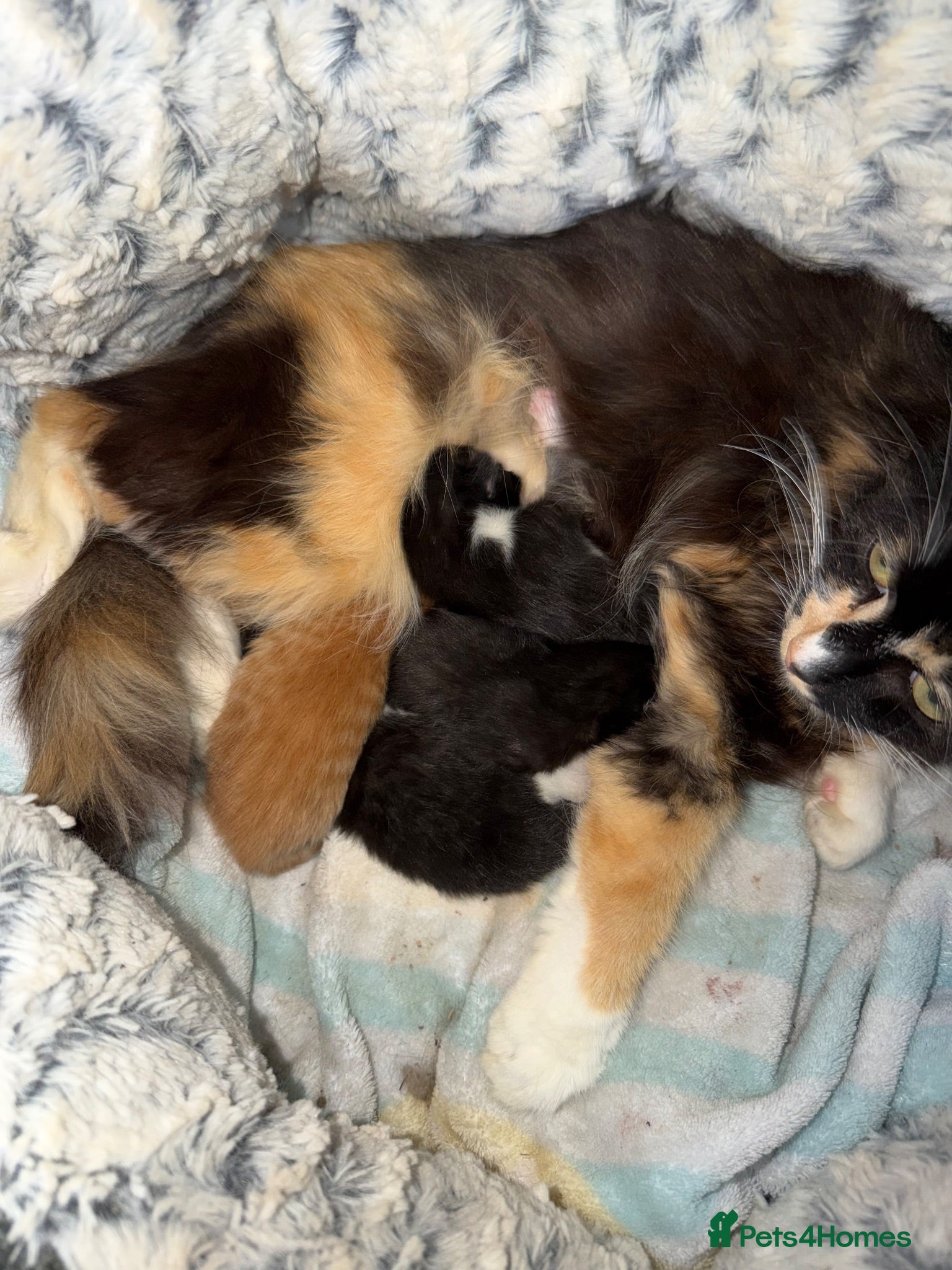 Mixed Breed cats 1 ginger girl & 3 black & white boy kittens  - Advert 1