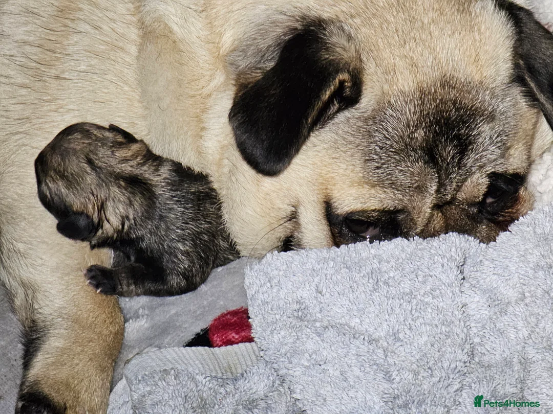 Pug dogs for sale: Pug puppies Kc registered  - Advert 7