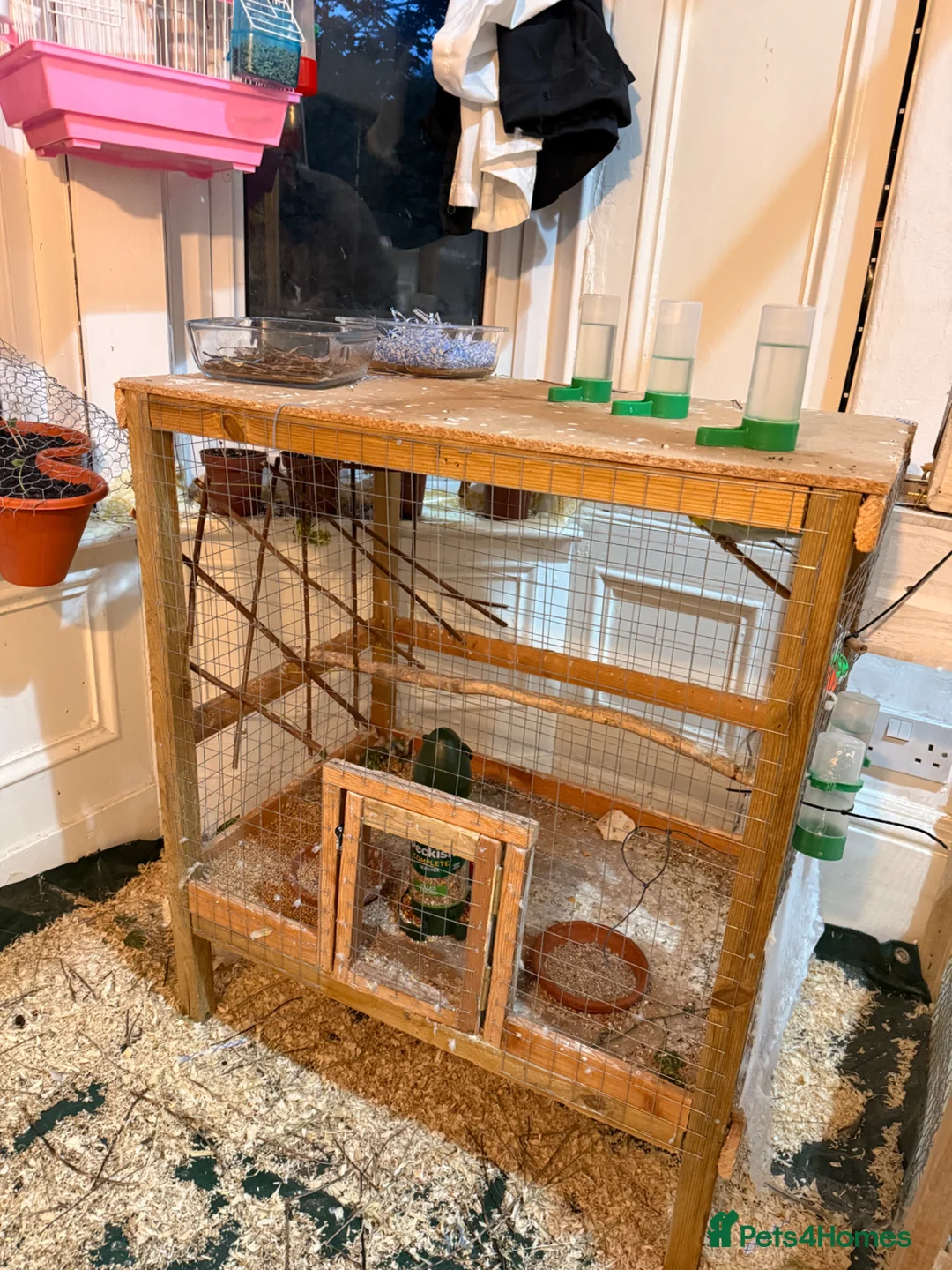 Budgerigars birds for sale: cage Budgerigars - Advert 5