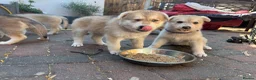 Mixed Breed dogs for sale: White Swiss shepherd cross wolf dog - Advert 18