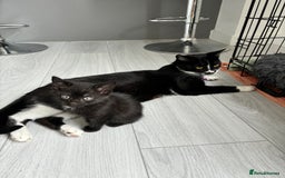 Mixed Breed cats for sale: 5 Kittens - Image 11