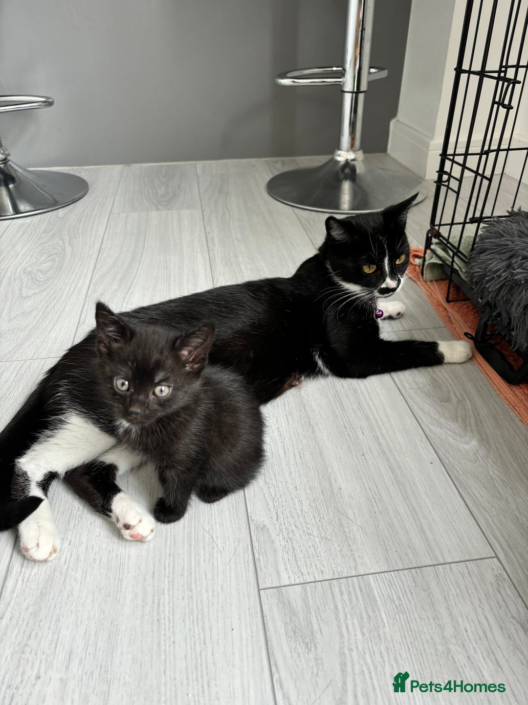 Mixed Breed cats for sale: 5 Kittens - Image 11