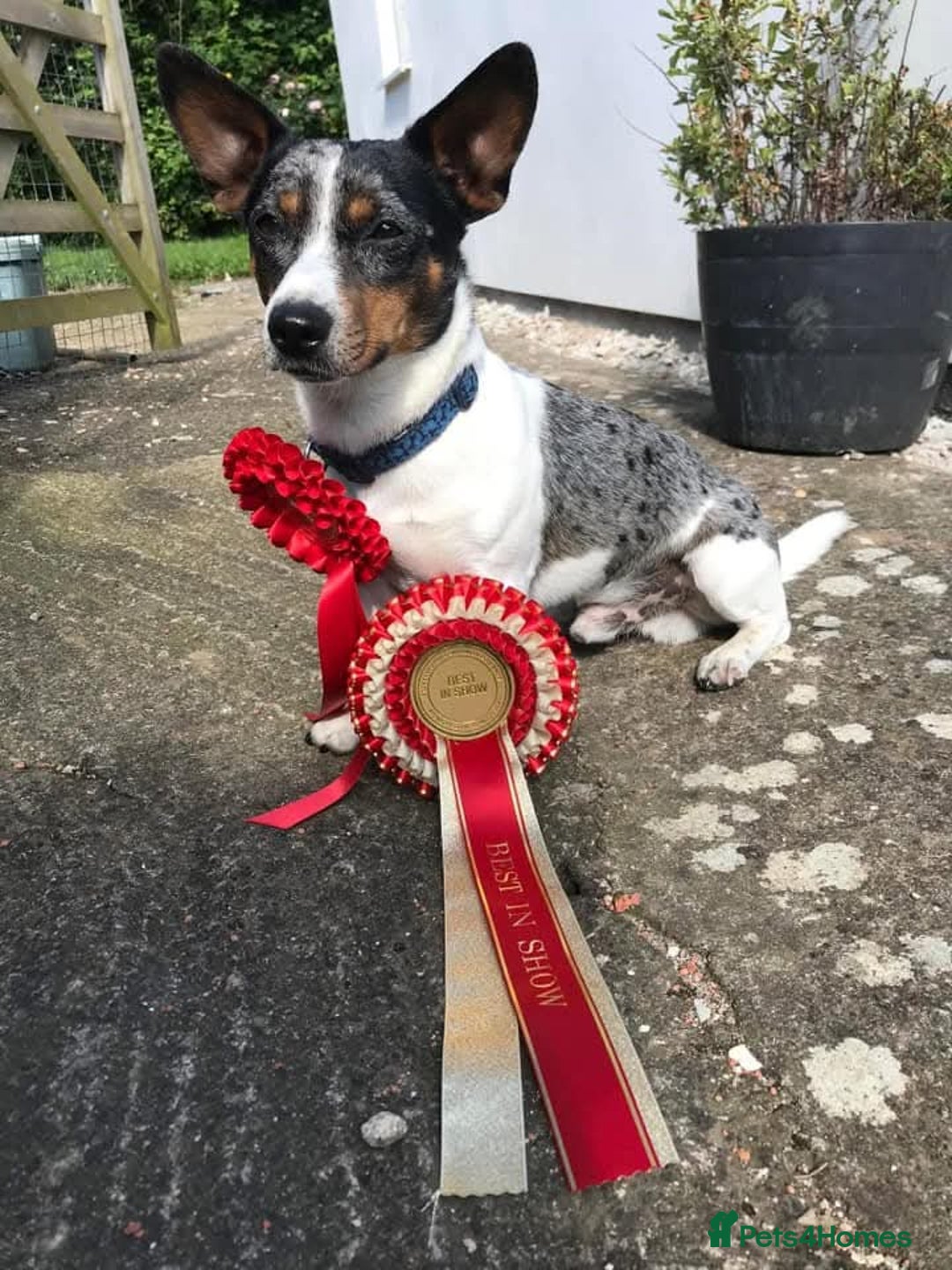 Jack Russell dogs for sale: Quality pure bred  Jack Russel babies  - Advert 2