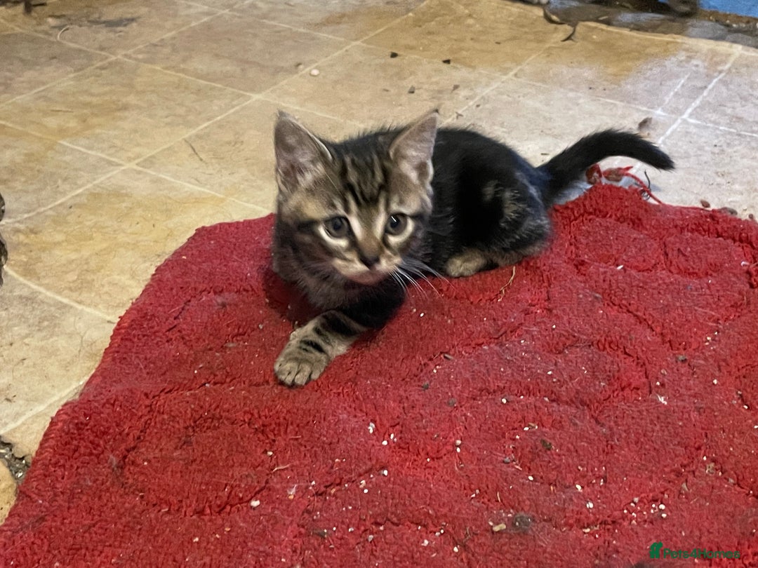 Bengal cats for sale: Bengal x kittens boys  - Advert 11