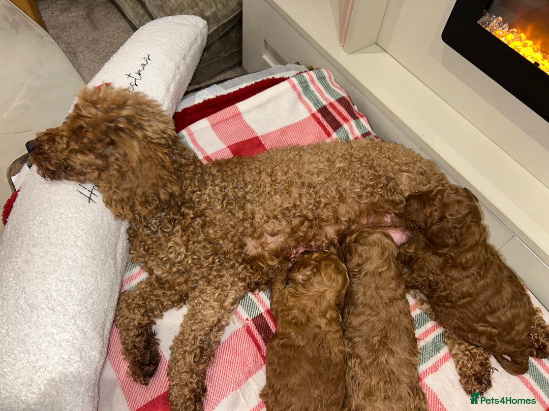 Miniature Poodle dogs for sale: 🐩Gorgeous deep red miniature poodles - Advert 8