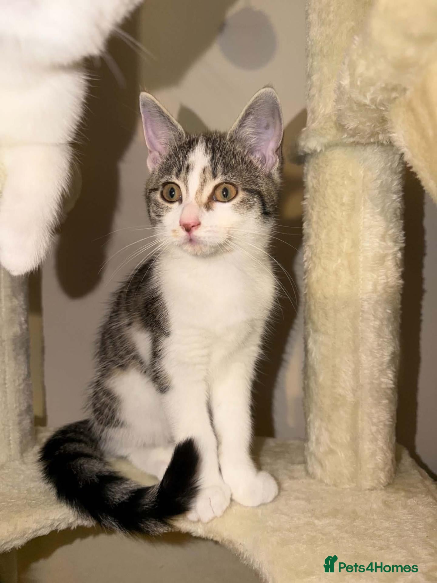 British Shorthair cats LAST Gorgeous kitten ready to go - Advert 3