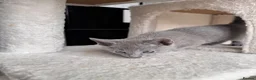 Russian Blue cats for sale: ✨ Beautiful Pedigree Russian Blue Kittens ✨ - Advert 5