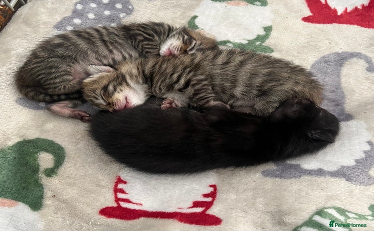 Mixed Breed cats - Advert 13