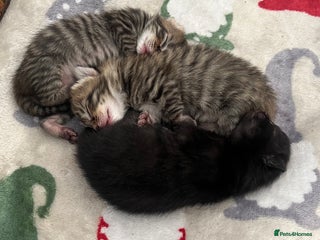 Mixed Breed cats - Advert 32