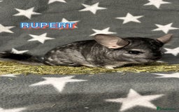 Chinchilla rodents for sale: Male Chinchilla  - Image 3