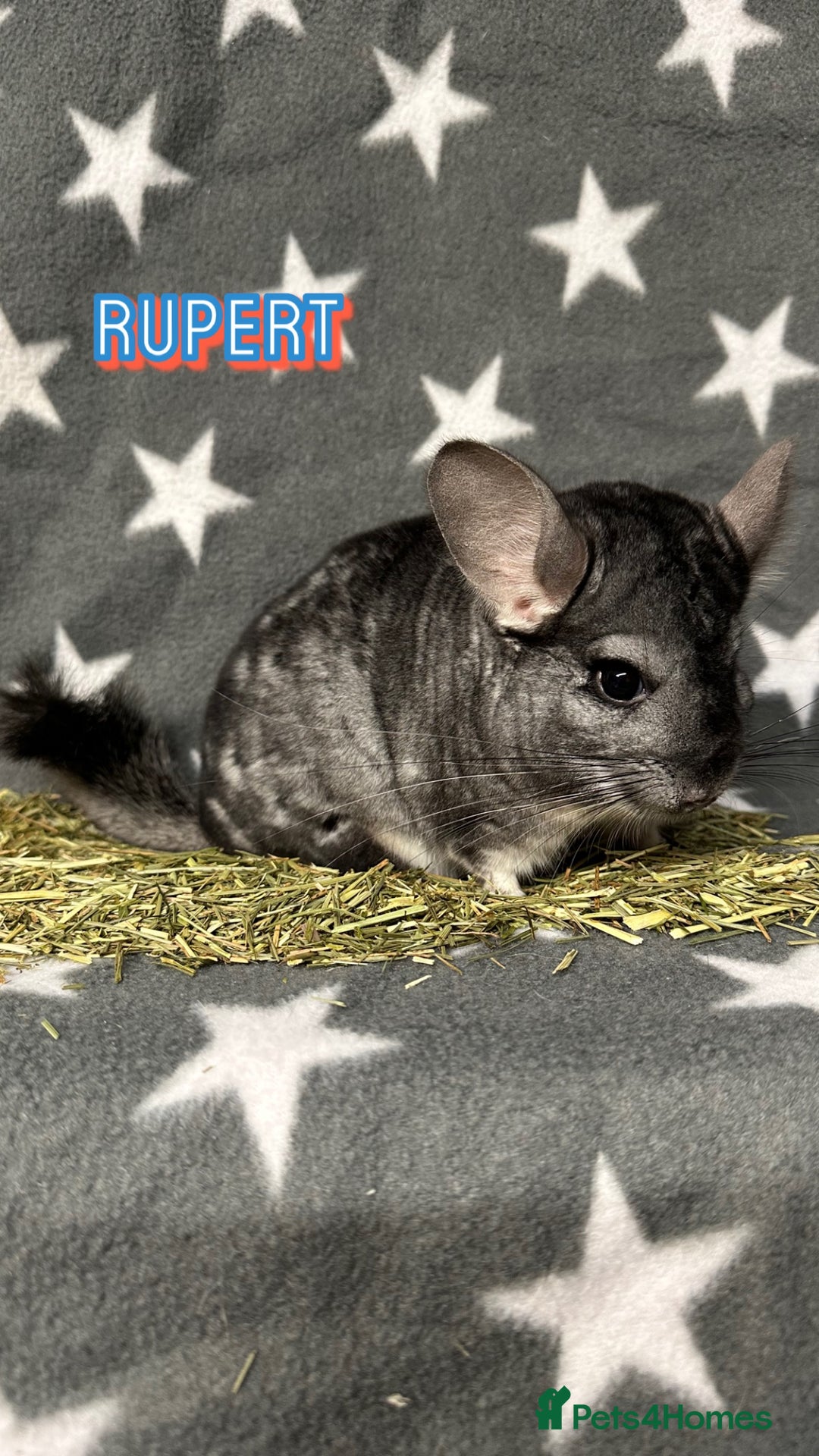 Chinchilla rodents for sale: Male Chinchilla  - Image 3